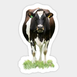Black and White Cow Sticker